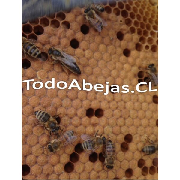 Reina Fecundada - Imagen 3