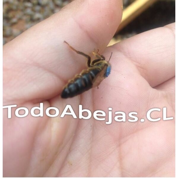Reina Fecundada - Imagen 2